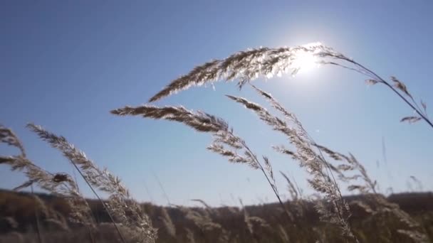 Herfst veld met gedroogde gele plant stengels zwaaien op de wind op zonnige heldere dag. — Stockvideo