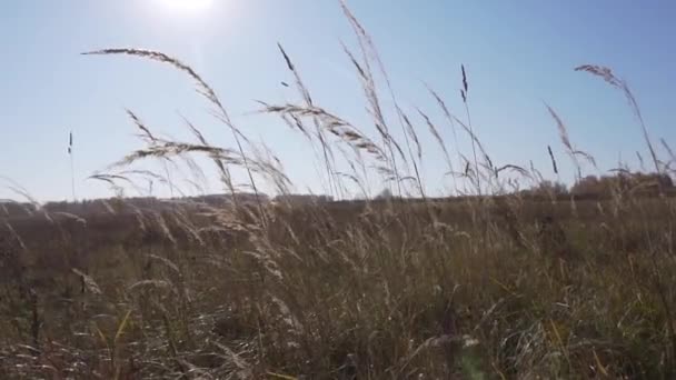 Jesienne pole z suszonymi łodygami żółtych roślin kołyszących się na wietrze w słoneczny, przejrzysty dzień. — Wideo stockowe