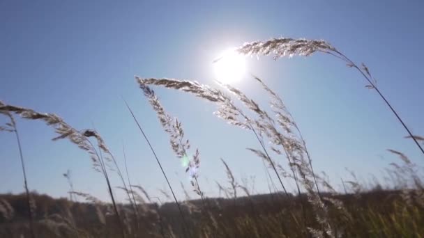 Kurumuş bitkilerin güneş ışığıyla birlikte bazı tarlalarda rüzgarda sallanan sapları izle.. — Stok video