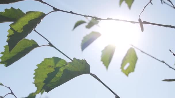 Vista com luz solar de volta de folhas verdes em ramos jovens finos e céu azul . — Vídeo de Stock