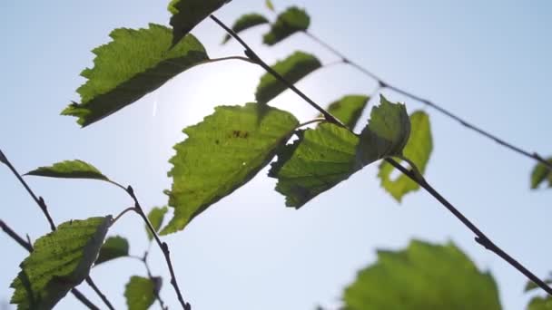 Bei Sonnenrücklicht grüner Blätter auf dünnen jungen Zweigen und blauem Himmel. — Stockvideo