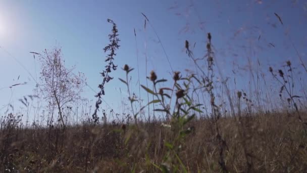 Pole wiejskie z wysuszonymi łodygami żółtych roślin kołyszących się na wietrze w słoneczny, przejrzysty dzień. — Wideo stockowe