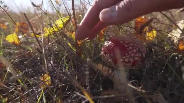 Mans hand vidrör gräs runt små söta röda svampar på ängen. — Stockvideo