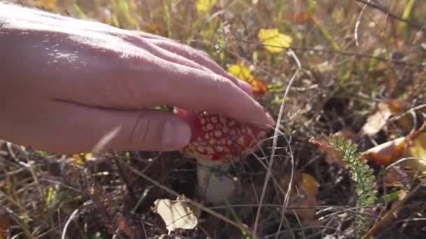Mans main touche petit champignon rouge toxique mignon dans prairie herbeux plancher .