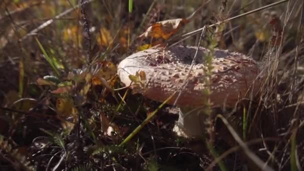 Close-up zicht op giftige amanita muscaria groeien in de natuur op een grasachtige vloer. — Stockvideo