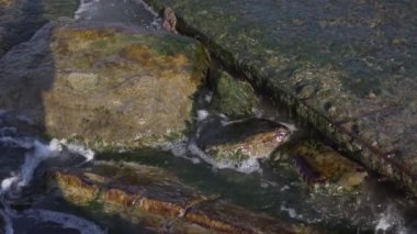 Deniz veya okyanus gelgitleri kıyıdaki ıslak kahverengi kayaları kaplıyor..
