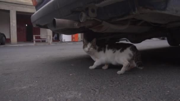 Gato de rua deitado no asfalto abaixo do carro na rua vazia e olha para a câmera . — Vídeo de Stock