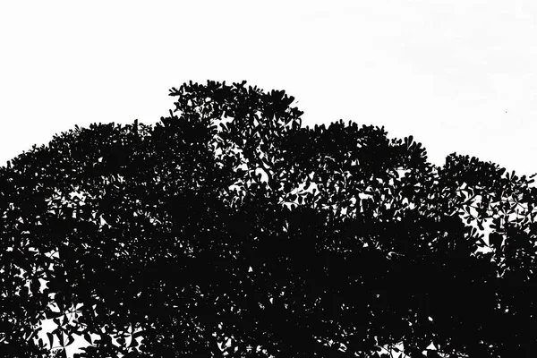 Svart lämnar trädet i vit bakgrund isolerade utomhus växt siluett gren för textur bakgrund. Abstrakt svartvitt bild. — Stockfoto