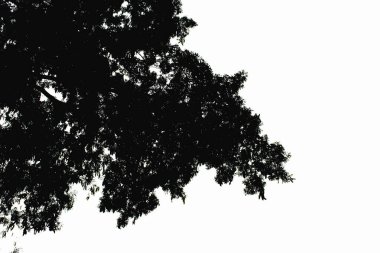 Kara ağaç dalında beyaz arka plan izole açık bitki siluet doku arka plan için bırakır. Soyut siyah beyaz resim.