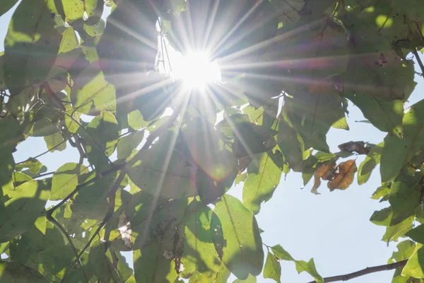 Schöne Sonne, die durch die Blätter strömt. — Stockfoto