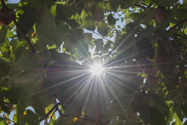 Schöne Sonne, die durch die Blätter strömt. — Stockfoto