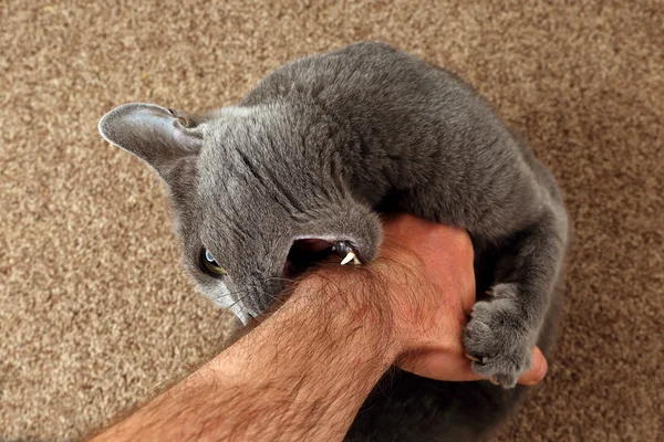Gato gris agarró las garras de la mano y muerde — Foto de Stock
