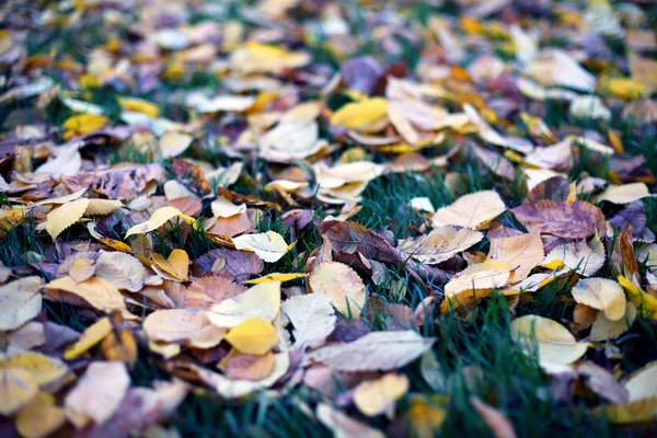 Opadłe liście z drzew jesienne liście na zielonej trawie — Zdjęcie stockowe