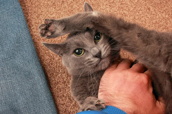 Grey cat with a serious look played with the hand — Stock Photo, Image