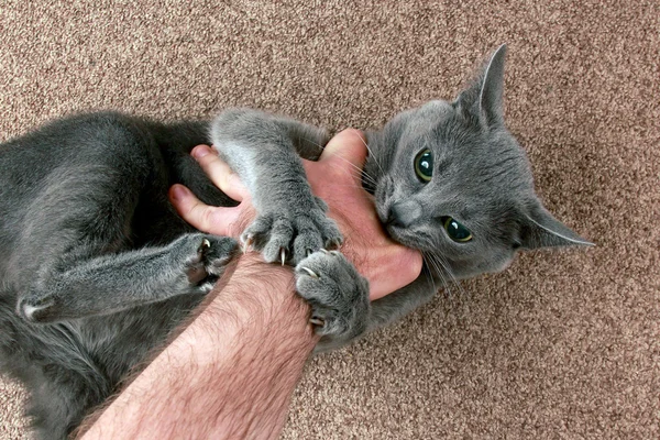 Gato cinza agressivamente mordendo a mão — Fotografia de Stock