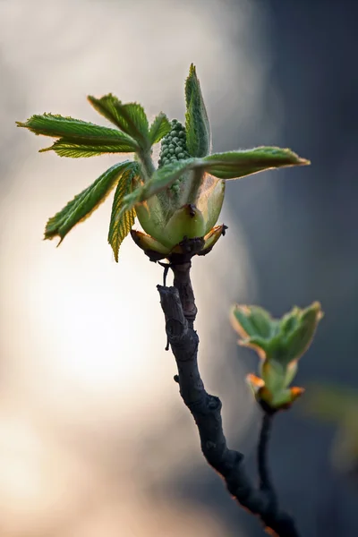 Inizio della fioritura castagno in morbido sfondo — Foto Stock