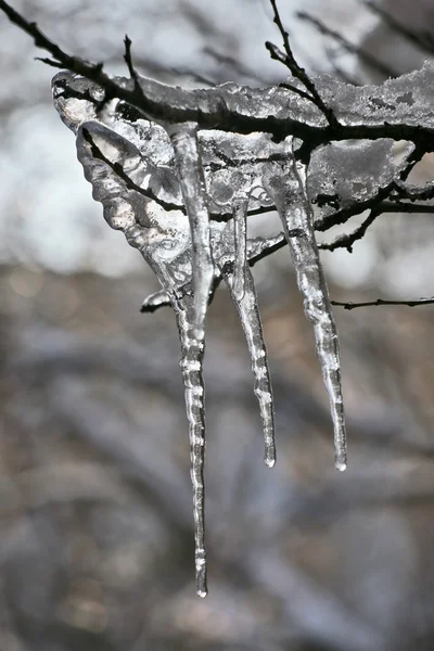 Bevroren ijspegels op de boomtakken — Stockfoto