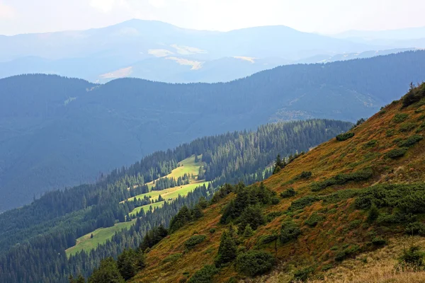 Karpat Dağları'nda orman manzara. Ukrayna
