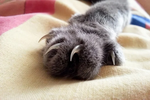 Pata com garras gato cinza no tecido — Fotografia de Stock