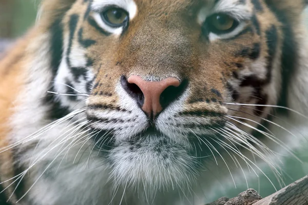 Retrato de amur Tigre — Fotografia de Stock