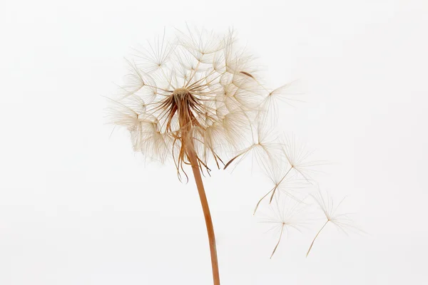 dandelion and its flying seeds on a white background