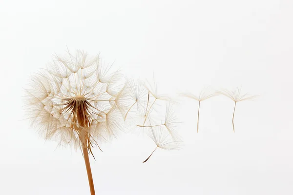 Dente-de-leão e suas sementes voadoras sobre um fundo branco — Fotografia de Stock