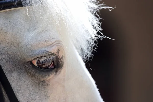 Hoofd van white horse closeup — Stockfoto
