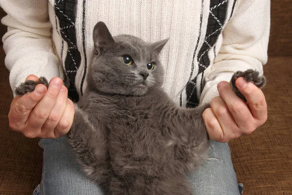 Gato gris sentado en el regazo de un hombre — Foto de Stock