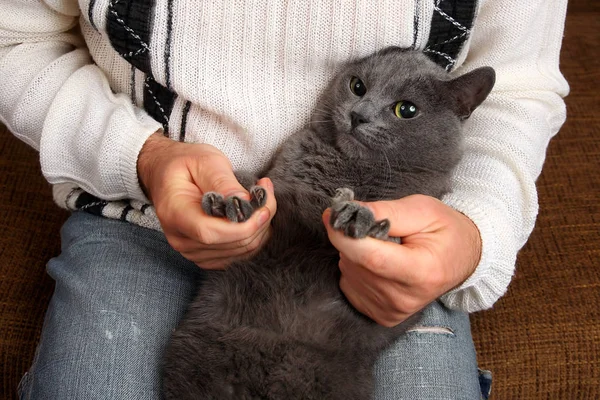 Grijze kat, zittend op de schoot van een man — Stockfoto