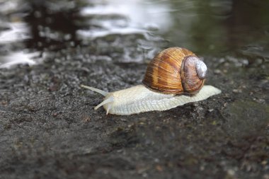 Islak yolda sürünerek salyangoz