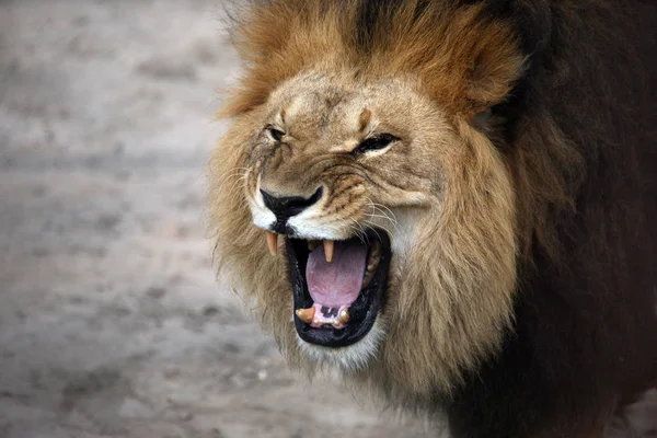 Retrato de un león africano gruñón —  Fotos de Stock