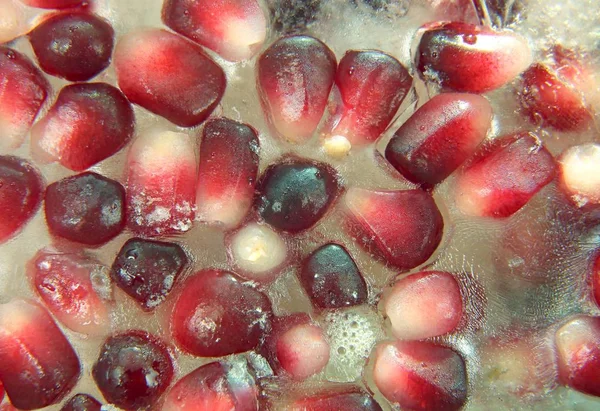 Гранатовые семена, замороженные во льду — стоковое фото