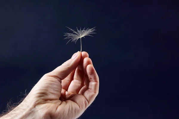 the hand with the seed of a dandelion on a dark background