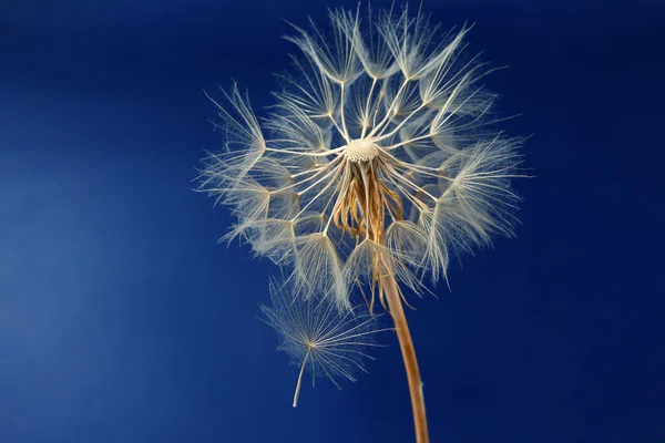 dandelion and its flying seeds on a blue background