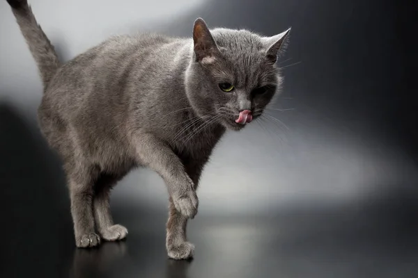 Gatto grigio su bloccato fuori il suo tongu — Foto Stock