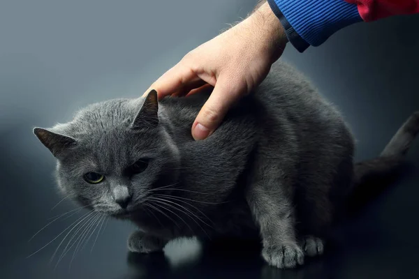 Mano humana acariciando el gato gris — Foto de Stock