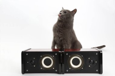 Gri kedi iki stereo hoparlörler ile beyaz arka plan üzerinde oturan