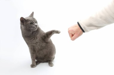 Gri kedi pençeleri ile uzanmış pençe tarafından korunmaktadır 