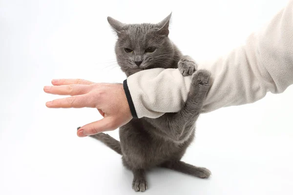 Gri kedi pençeleri birinin elini yakaladı — Stok fotoğraf