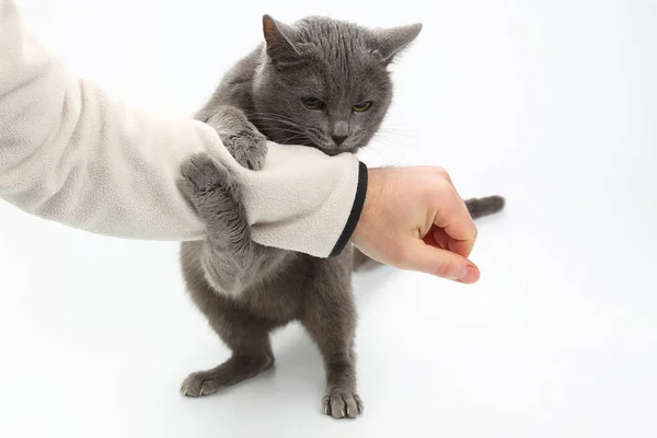 Gato gris agarró sus patas de la mano sobre fondo blanco — Foto de Stock