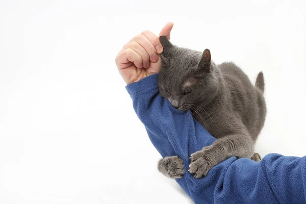 Cinza gato agarrou e apertou as mãos sobre a mão do homem — Fotografia de Stock