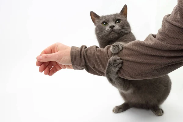 Chat gris serra ses pattes la main d'un homme sur fond blanc — Photo