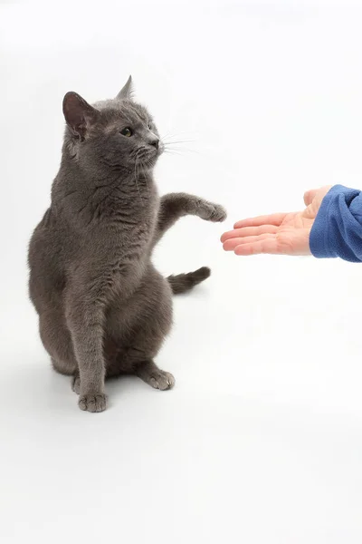 Gato cinza dá uma pata na palma da pessoa — Fotografia de Stock