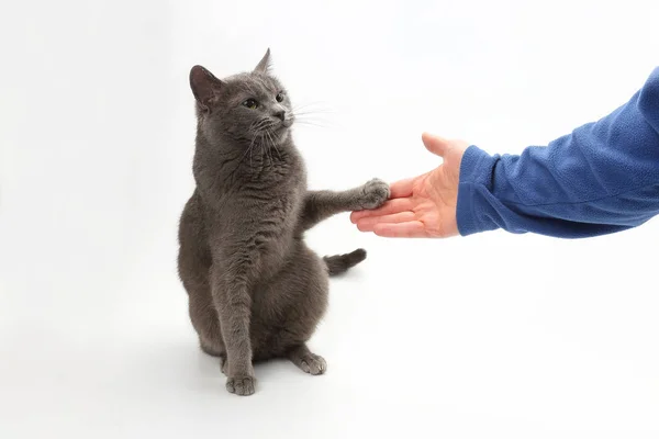 Gato gris da una pata en la palma de la persona — Foto de Stock