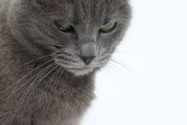 Studio portrait of a beautiful grey cat on white background — Stock Photo, Image
