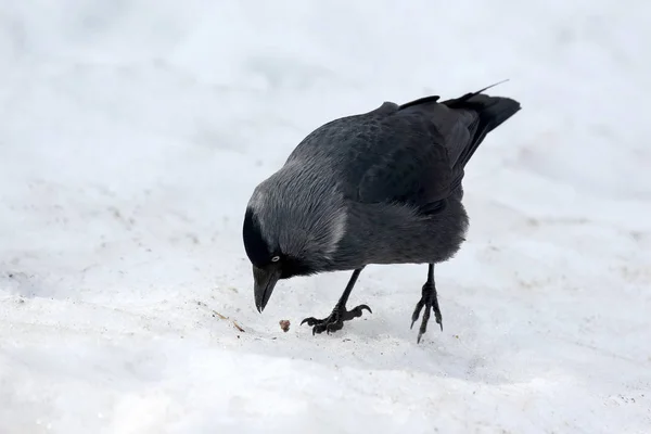 The jackdaw bird is looking for food in the snow — Stock Photo, Image