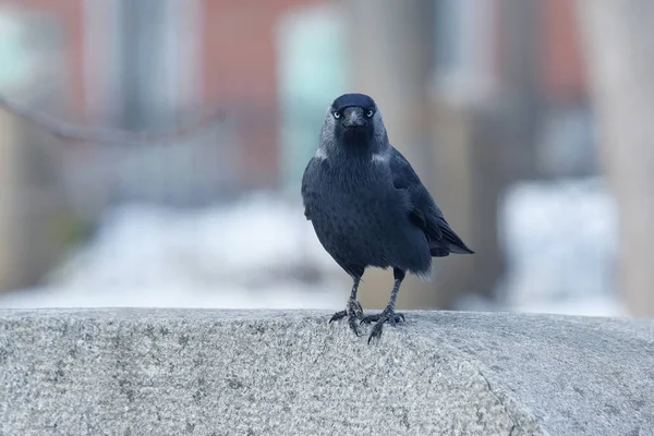 The portrait of a bird jackdaw — Stock Photo, Image