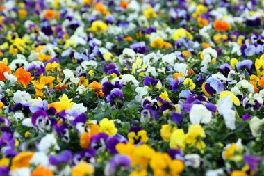 flowerbed farklı çiçek pansie ile