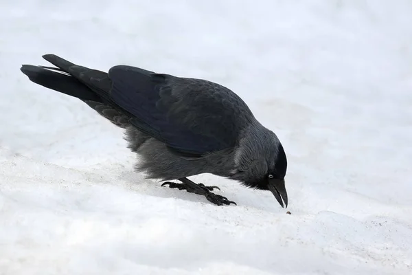 The jackdaw bird is looking for food in the snow — Stock Photo, Image