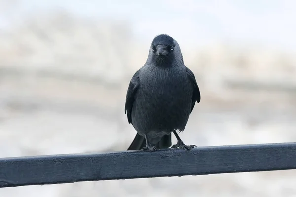 A portré egy madár-jackdaws — Stock Fotó